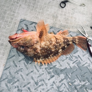 シーモンキー 釣果