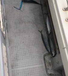 シーモンキー 釣果