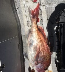 シーモンキー 釣果