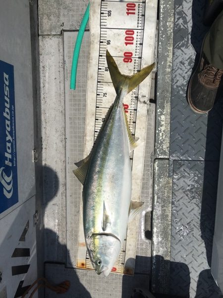 シーモンキー 釣果