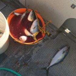 シーモンキー 釣果