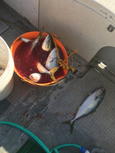 シーモンキー 釣果