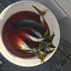 シーモンキー 釣果