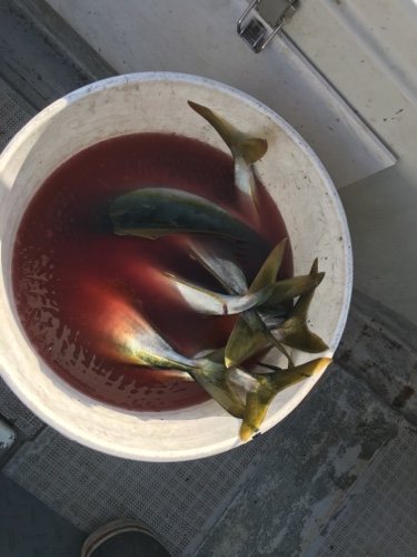 シーモンキー 釣果