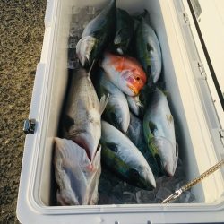 シーモンキー 釣果