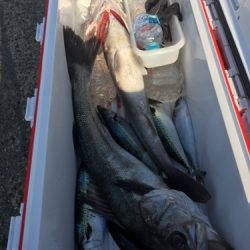 シーモンキー 釣果