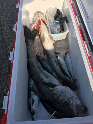 シーモンキー 釣果