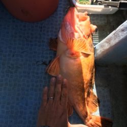 シーモンキー 釣果