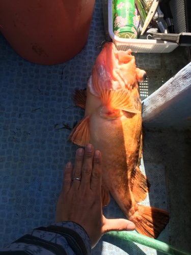 シーモンキー 釣果