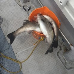 シーモンキー 釣果