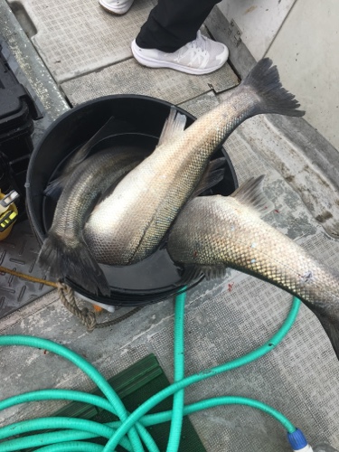 シーモンキー 釣果