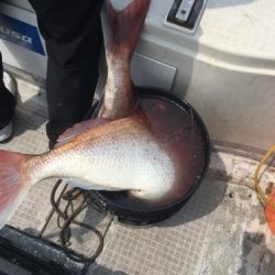 シーモンキー 釣果