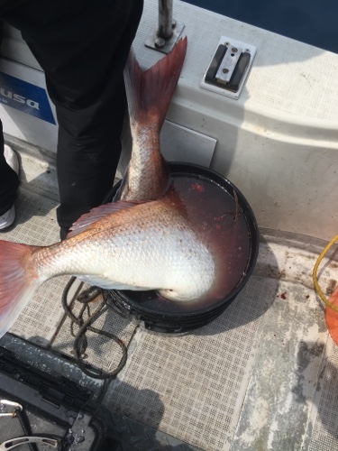 シーモンキー 釣果