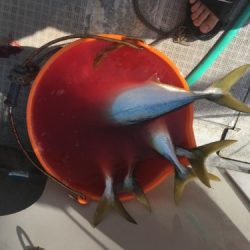 シーモンキー 釣果