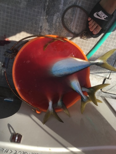 シーモンキー 釣果