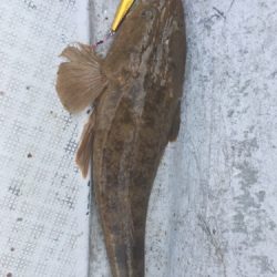 シーモンキー 釣果