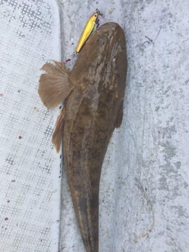 シーモンキー 釣果