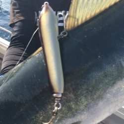 シーモンキー 釣果