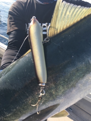 シーモンキー 釣果