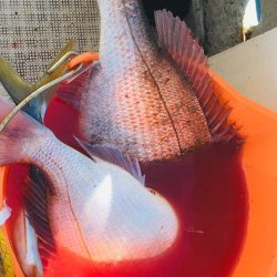 シーモンキー 釣果