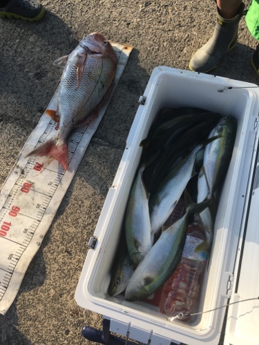 シーモンキー 釣果