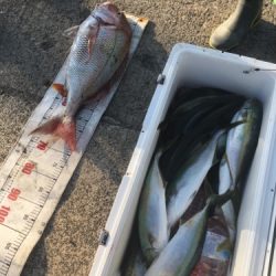 シーモンキー 釣果