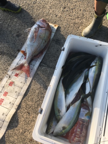 シーモンキー 釣果