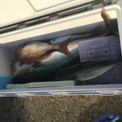 シーモンキー 釣果