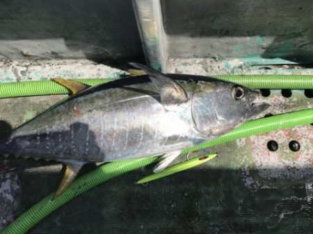 たいし丸 釣果