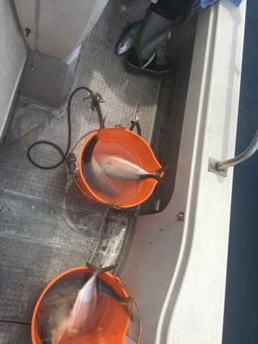 シーモンキー 釣果