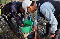 秩父フライフィールド 釣果