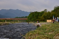 秩父フライフィールド 釣果