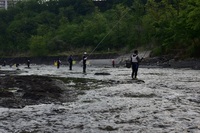 秩父フライフィールド 釣果