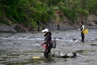 秩父フライフィールド 釣果