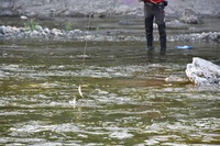 秩父フライフィールド 釣果