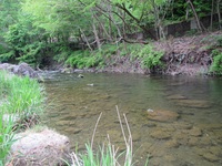 秩父フライフィールド 釣果