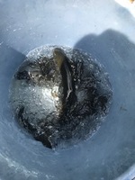 秩父フライフィールド 釣果