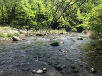 秩父フライフィールド 釣果