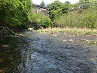 秩父フライフィールド 釣果