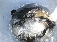 秩父フライフィールド 釣果