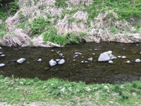 秩父フライフィールド 釣果