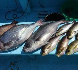 はじめ丸 釣果