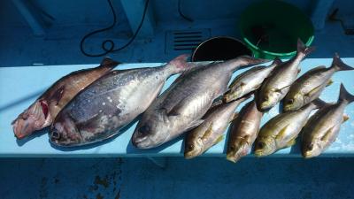 はじめ丸 釣果