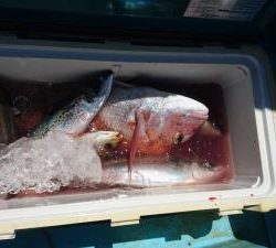 はじめ丸 釣果
