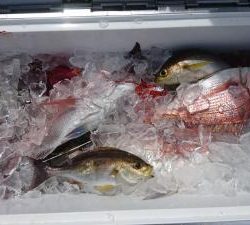 はじめ丸 釣果