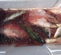 はじめ丸 釣果