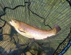 フィッシング サンクチュアリ 釣果