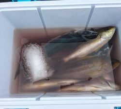 はじめ丸 釣果