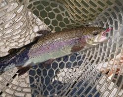 フィッシング サンクチュアリ 釣果