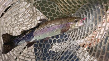 フィッシング サンクチュアリ 釣果